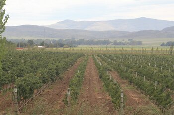 La producción vitivinícola local que