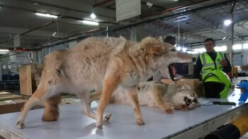 Video: autoridades incautaron animales disecados