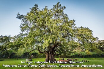 Los ganadores de la edición