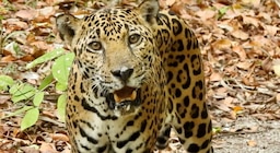 Desde jaguares hasta pumas: La vida silvestre en la Selva Maya de Guatemala
