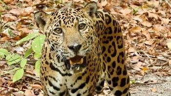 Desde jaguares hasta pumas: La vida silvestre en la Selva Maya de Guatemala