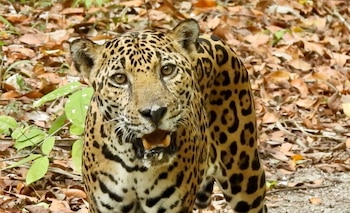 FundaECO, CONAP y WCS instalaron bebederos artificiales en 2024 para mitigar la sequía y estudiar la fauna de la Selva Maya con cámaras.