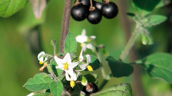 El consumo de hierba mora