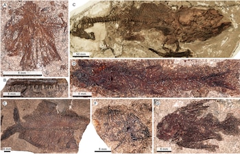 Algunos de los peces fósiles encontrados en el yacimiento Qreiya 3. (El-Sayed et al./Science Advances)