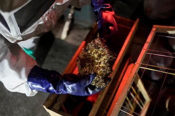 El reciente incidente mortal resaltó la importancia de actuar de inmediato ante la presencia de estos insectos en zonas habitadas - crédito Eduardo Verdugo/AP Foto