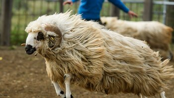 La Policía de Nueva Zelanda