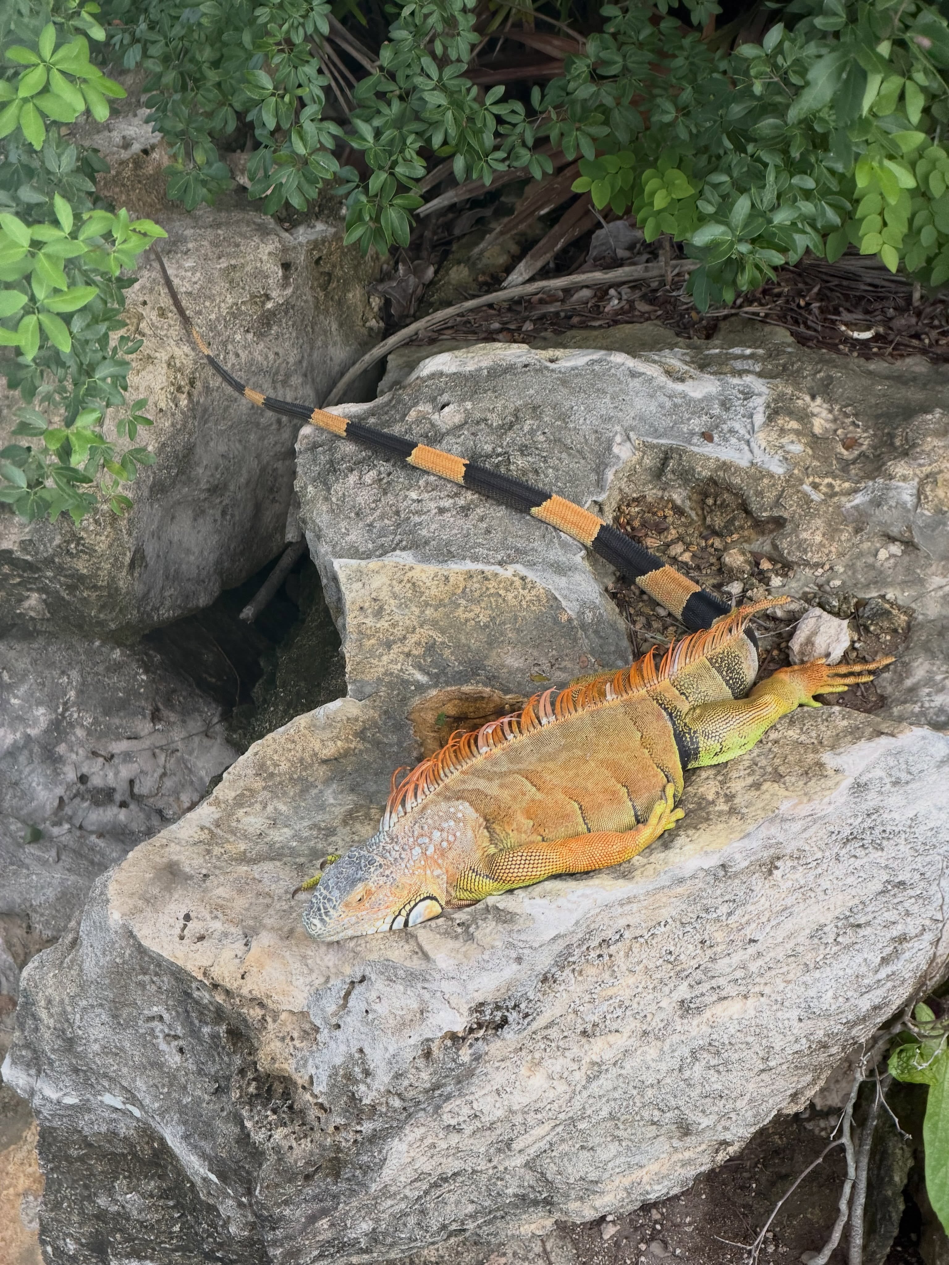 Una iguana reposa sobre una formación rocosa durante el período de vacaciones de la China y Mauro