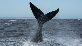 El barco de Greenpeace Arctic