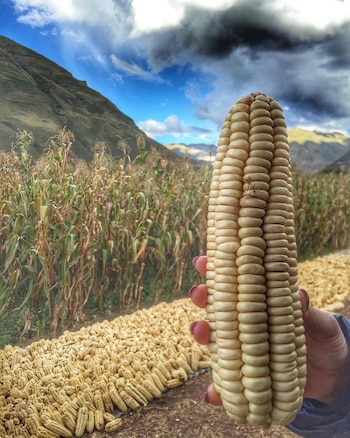 El maíz blanco gigante del