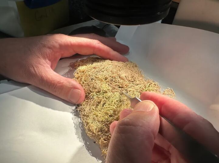 Matt von Konrat y su equipo impulsan una revisión histórica sobre el uso de briófitos en casos judiciales, proponiendo que estas plantas sean consideradas como herramientas útiles en la resolución de crímenes (Field Museum)