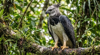 Un águila arpía de plumaje gris, blanco y negro sobre una rama gruesa con musgo y plantas verdes alrededor.