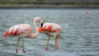 Imagen de archivo de flamencos.