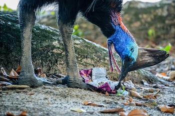 Esta ave se alimenta principalmente
