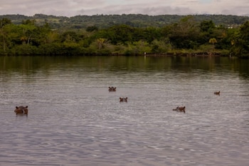Una manada de hipopótamos en un lago en Doradal - crédito New York Times.