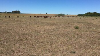 El forraje constituye la principal fuente de alimento para el ganado vacuno en la Argentina