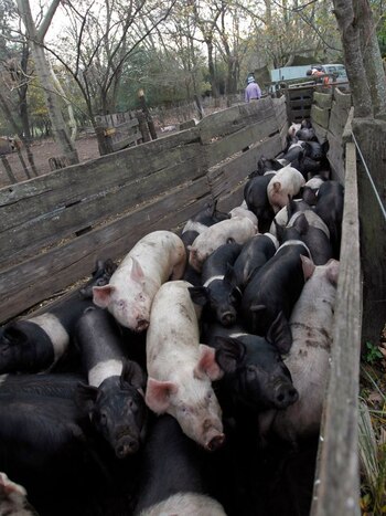 FOTO DE ARCHIVO: Cerdos son