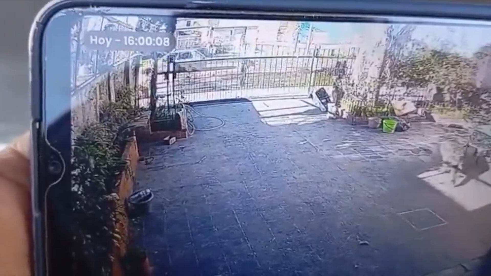 La Municipalidad de La Plata expresó preocupación y pidió reforzar la conciencia sobre el respeto animal