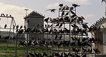 Imagen de 'Los pájaros'