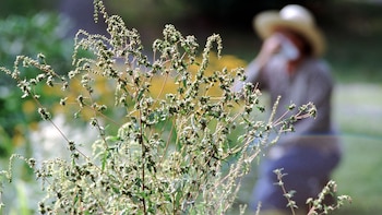 Las alergias se activan cuando