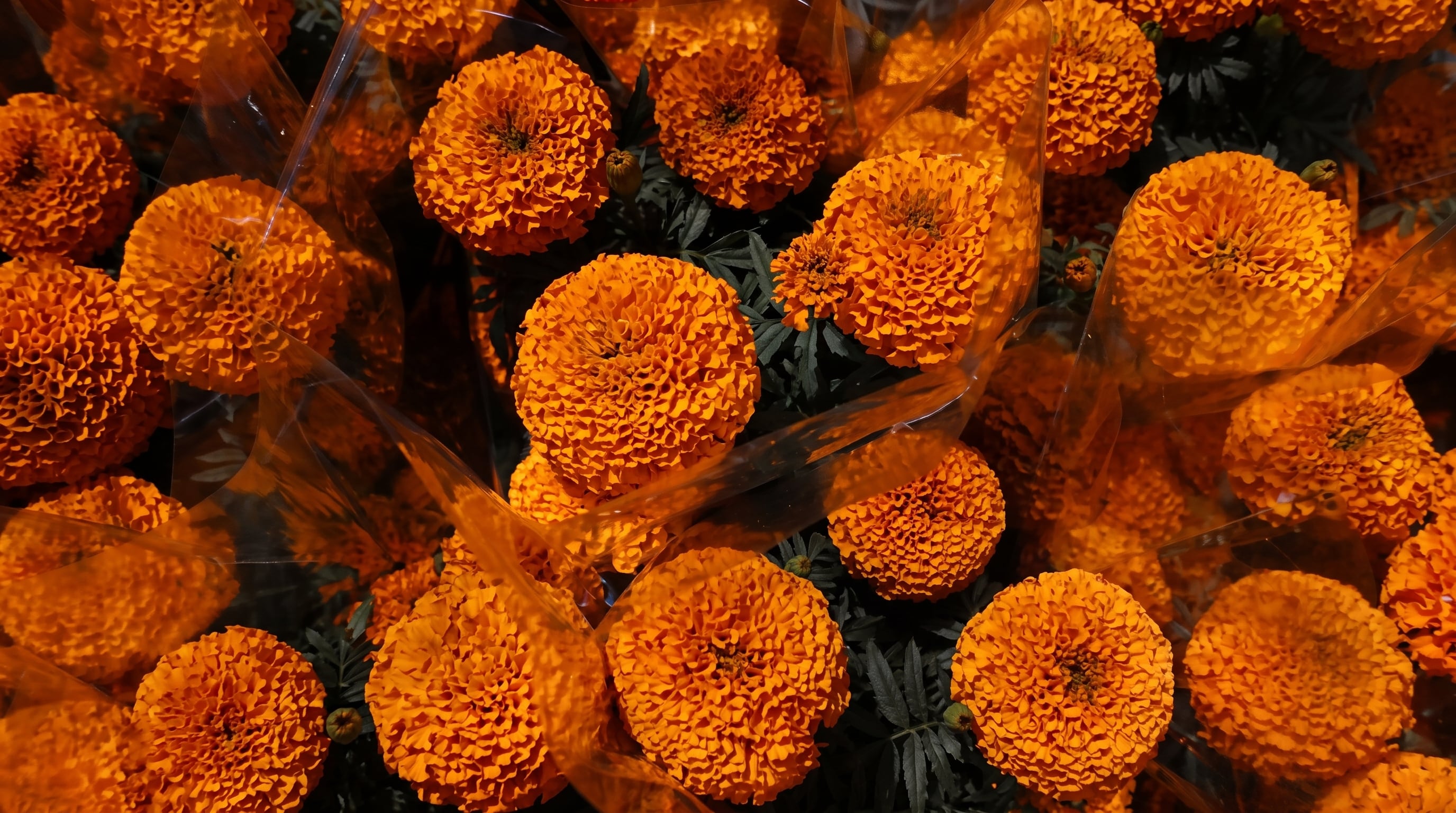 El género Tagetes pertenece al continente americano, con Xochimilco, Puebla y Morelos como algunas de las zonas donde florece la flor más emblemática del Día de Muertos. REUTERS/Henry Romero
