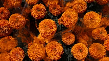 El género Tagetes pertenece al continente americano, con Xochimilco, Puebla y Morelos como algunas de las zonas donde florece la flor más emblemática del Día de Muertos. REUTERS/Henry Romero