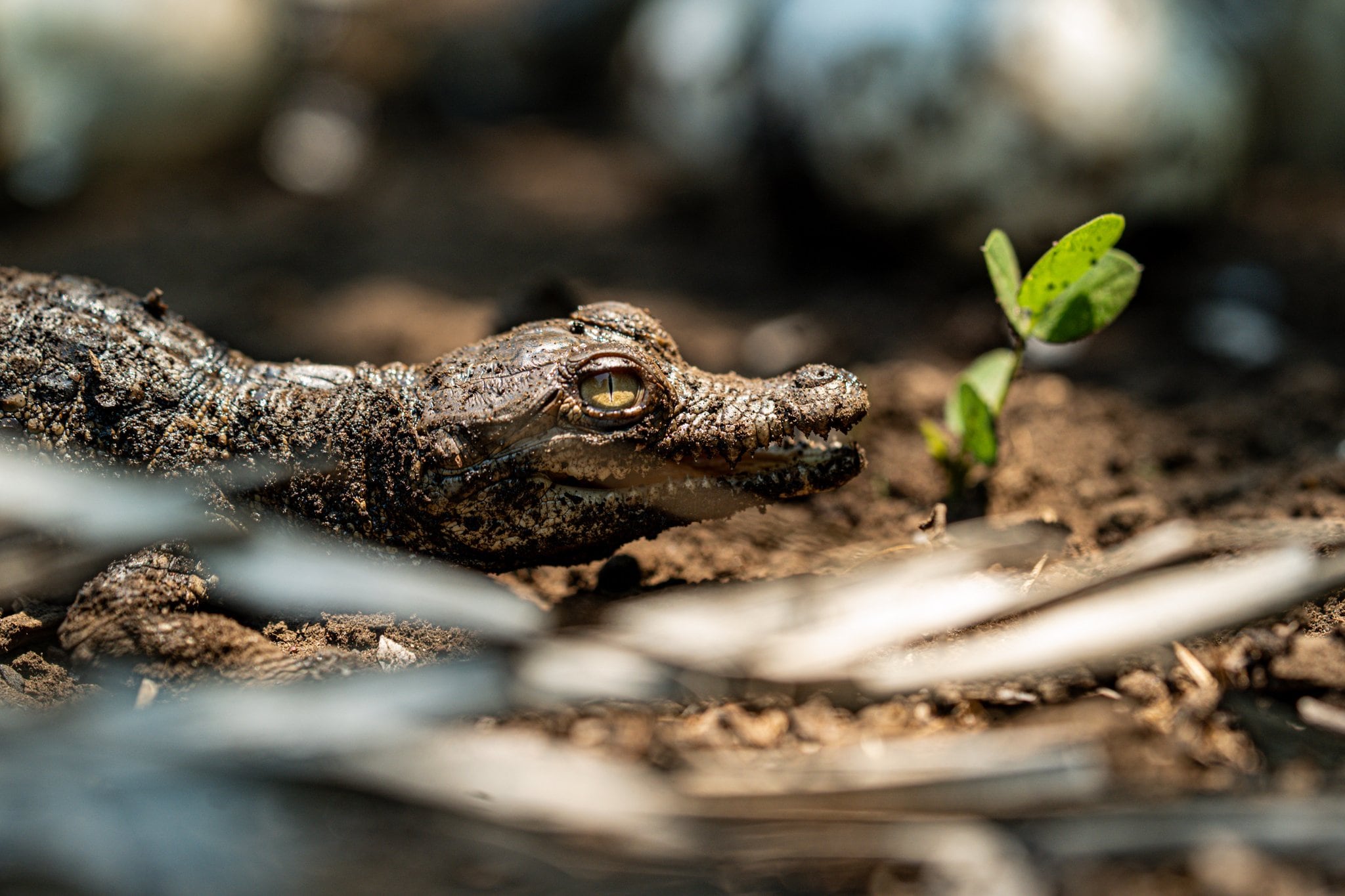 La incubación controlada reforzó los esfuerzos de conservación del Crocodylus acutus, especie amenazada. (Cortesía: Ministerio de Medio Ambiente)