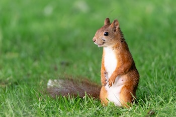 Este animal es uno de