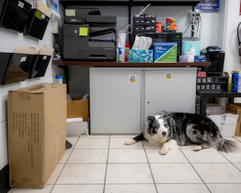 Perro border collie merle con ojos de diferente color, acostado sobre un piso de baldosas. Se observan un estante con impresora y gabinetes en el fondo