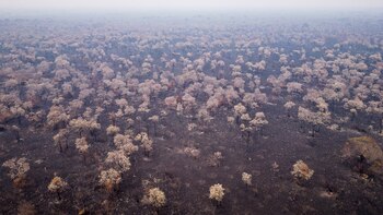 El área destruida por los