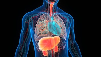 Diversos órganos y funciones sistémicas