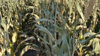 Sequía en la zona núcleo: