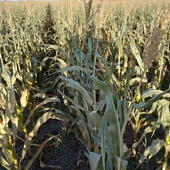 Siguen los efectos de la