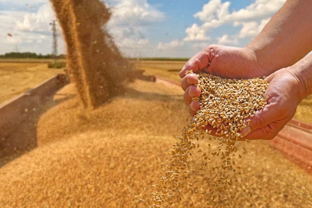 En lo transcurrido desde principio de año hasta noviembre, se liquidó un 25% más que en 2023 (Foto: Shutterstock)
