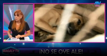 Magaly Medina pone contra las cuerdas a Sergio Baigorria por caso de perros y gatos: “Eso no es vida”. Captura: Magaly TV La Firme.
