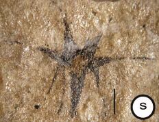 El estudio fortalece la hipótesis de que algunas plantas con flor del sur pertenecieron a linajes antiguos hoy extintos (G. Puebla, M. Prámparo / CONICET)