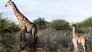 Identifican un factor clave que