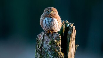 Este animal habita principalmente bosques