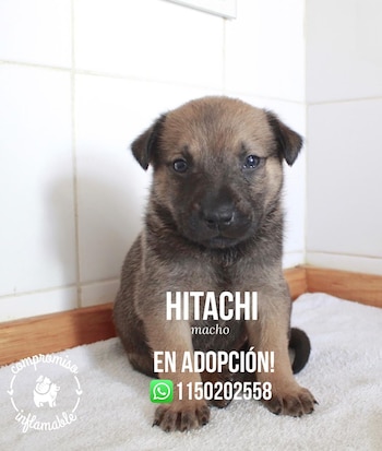 El perrito del milagro (Compromiso