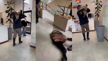 La Pampa: le mataron dos animales, los faenaron en su campo y llevó los restos a la Municipalidad para protestar