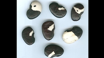 Enriquecido con potentes nutrientes, el