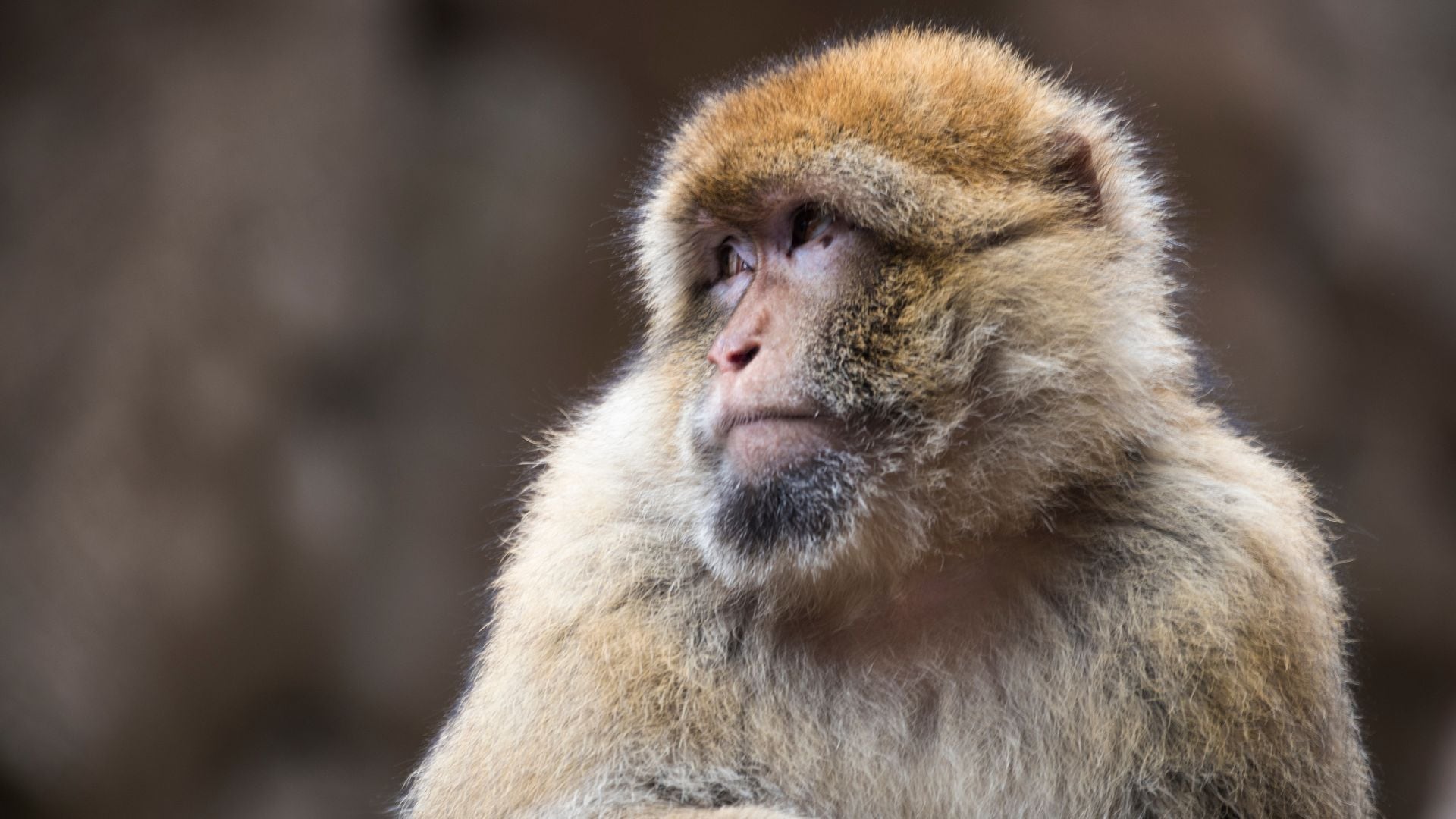 La investigación conjunta de tres organizaciones internacionales revela un marcado crecimiento en el número de primates disponibles en internet