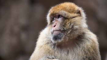 Un estudio revela que los macacos de Gibraltar han aprendido a comer tierra para tratar la indigestión de la comida basura que les dan los turistas