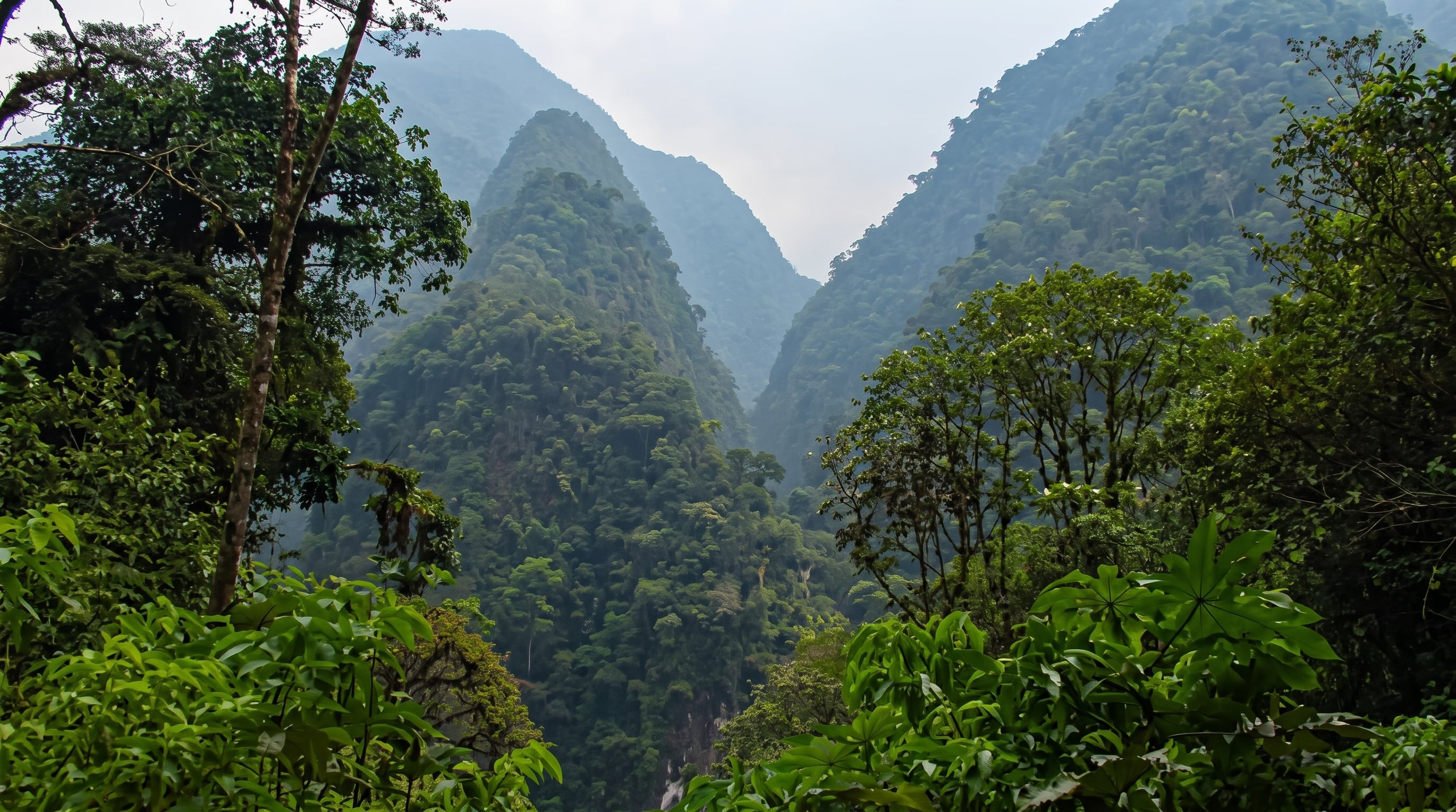 Los densos bosques montanos del Parque Nacional Yanachaga Chemillén en la región Pasco, Perú, albergan una rica biodiversidad, incluyendo nuevas especies de orquídeas descubiertas.