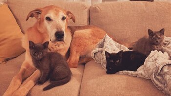 El perro con los primeros