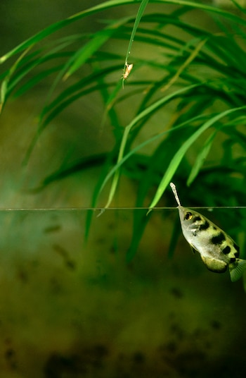 Gracias a este estudio, se