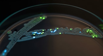 Una placa de Petri contiene colonias de bacterias Bacillus subtilis formando una biopelícula, con puntos de luz verde y azul sobre un fondo oscuro.