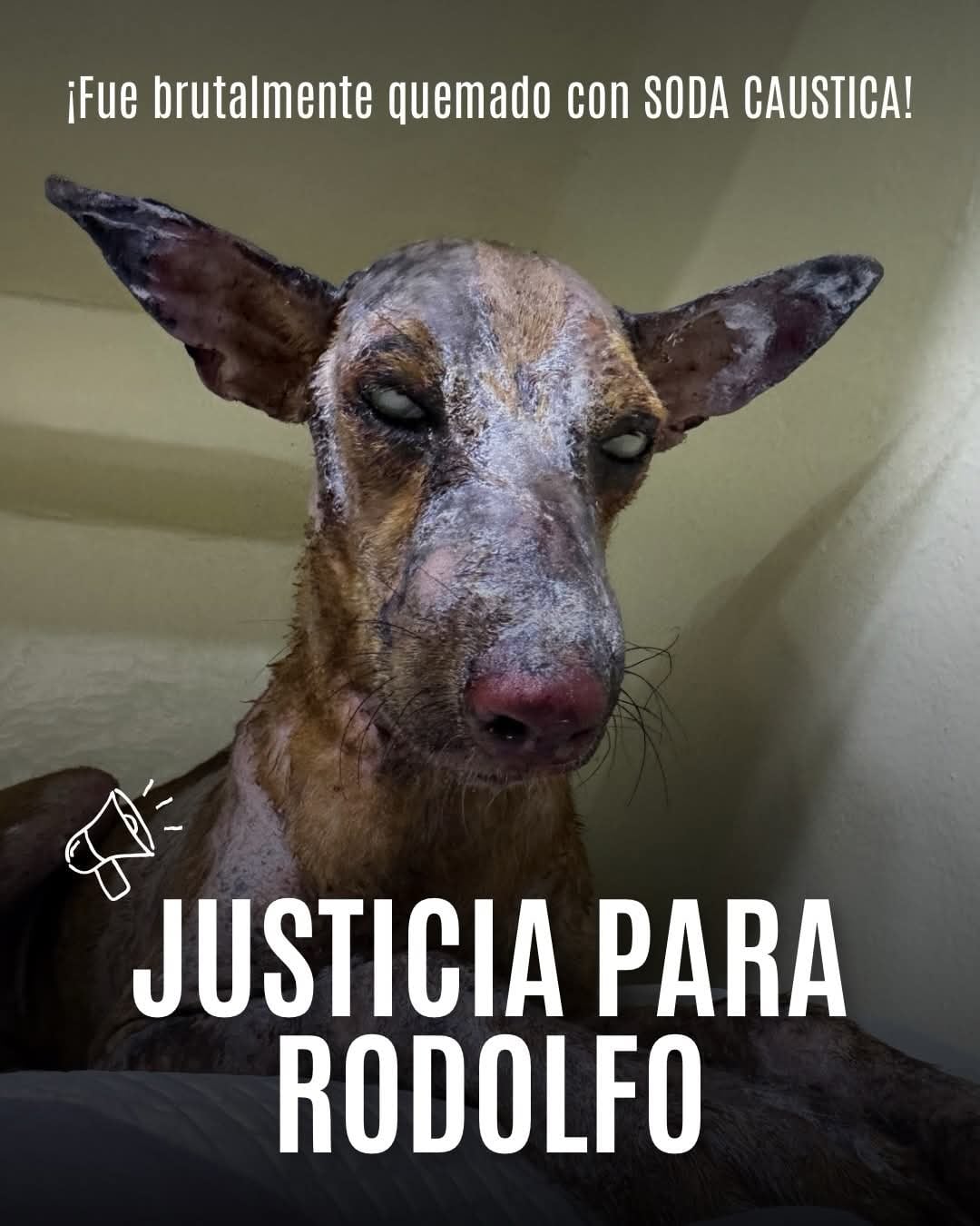 La ciudadanía exige justicia para el animal que resultó afectado por criminales - crédito Fundación Mascoty / Facebook