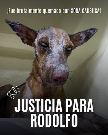 La ciudadanía exige justicia para el animal que resultó afectado por criminales - crédito Fundación Mascoty / Facebook