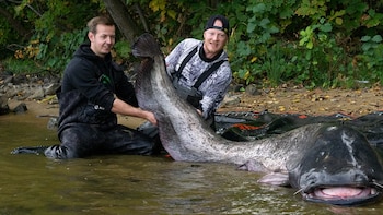 Lucharon más de media hora contra un pez de casi 3 metros en Polonia y todo indica que es el mismo gigante que había sido pescado hace un año