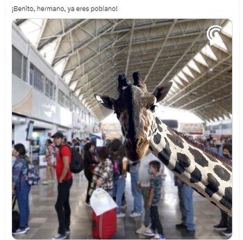 La creatividad de los internautas